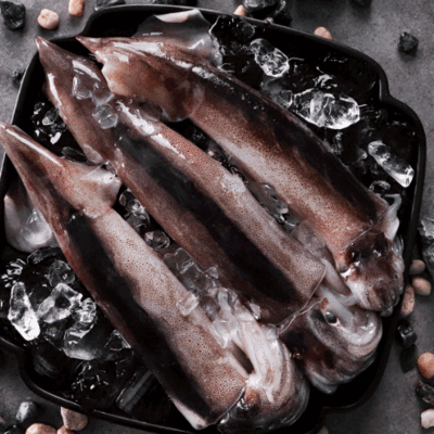 동해안 초코오징어 1kg 5미내외통찜용 오징어 횟감 오징어무침회